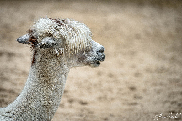Zoo de la Palmyre faune wildlife