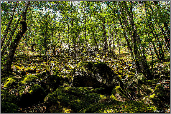 Chlorophylle