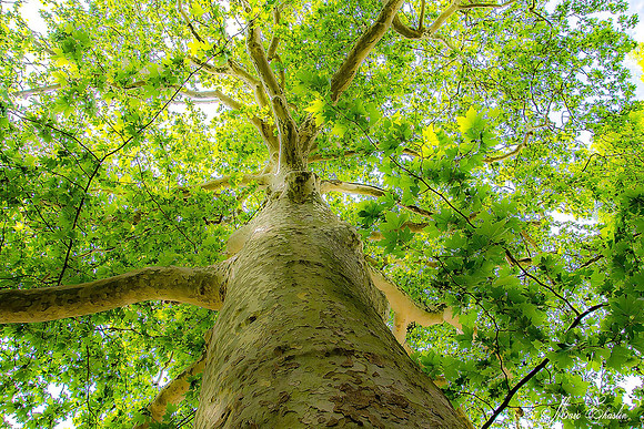 Chlorophylle