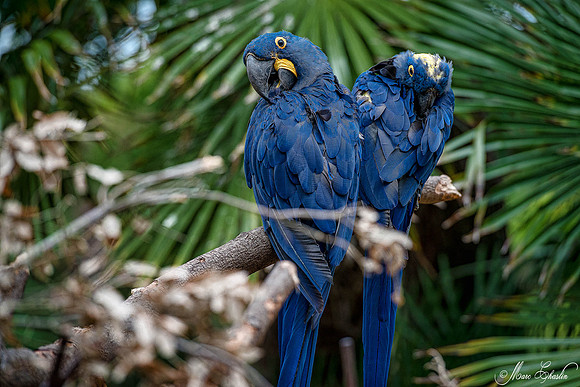 Zoo de la Palmyre faune wildlife