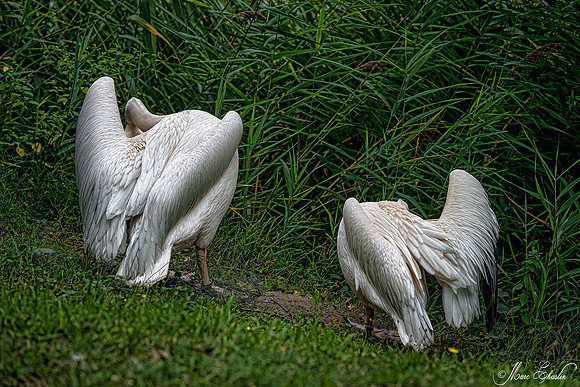 Zoo de la Palmyre faune wildlife
