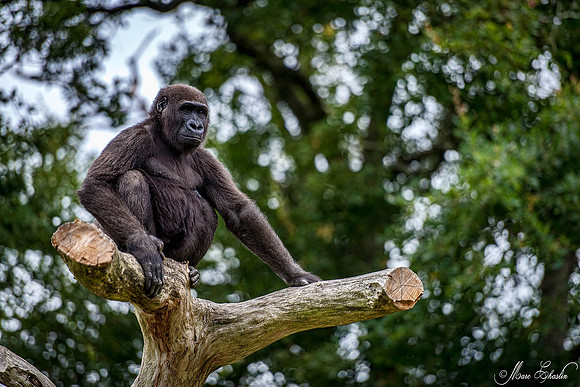 Zoo de la Palmyre faune wildlife