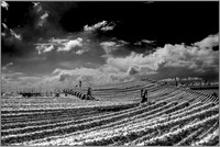 noir et blanc