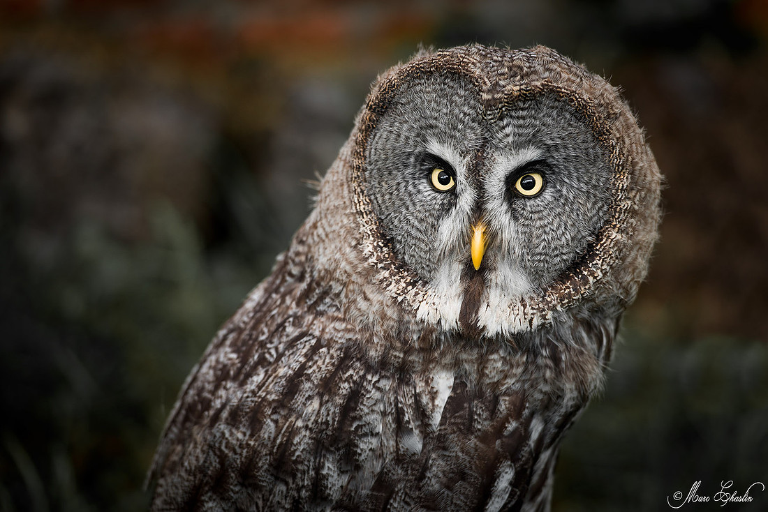 Rapaces