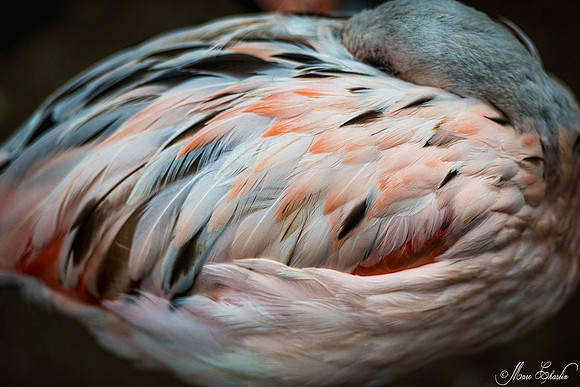 Zoo de la Palmyre faune wildlife