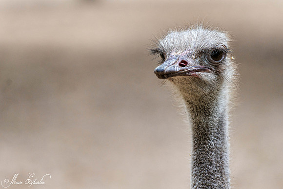 Zoo de la Palmyre faune wildlife