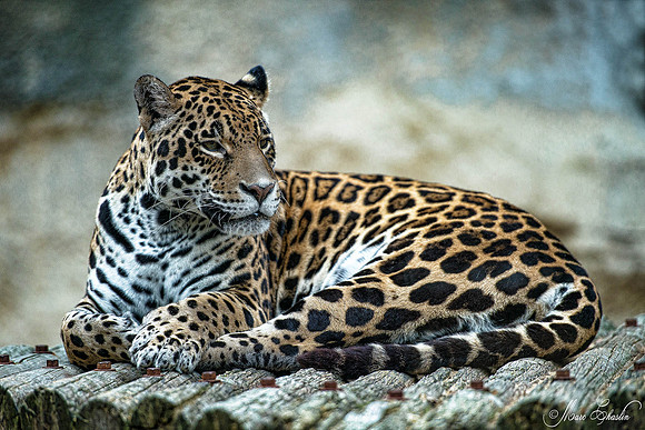 Zoo de la Palmyre faune wildlife