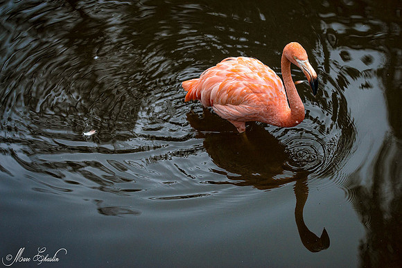 Zoo de la Palmyre faune wildlife