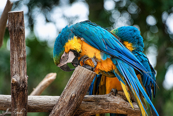 Zoo de la Palmyre faune wildlife