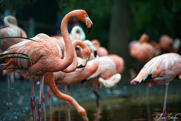 Zoo de la Palmyre faune wildlife