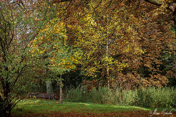 Chlorophylle