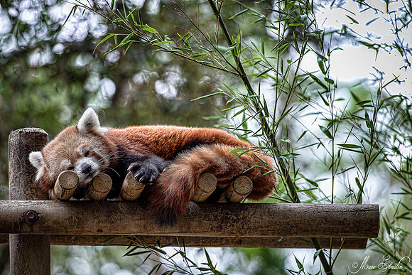Zoo de la Palmyre faune wildlife