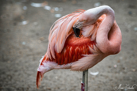 Zoo de la Palmyre faune wildlife