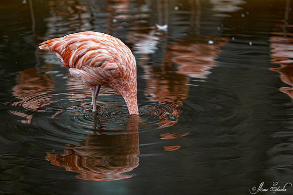 Zoo de la Palmyre faune wildlife