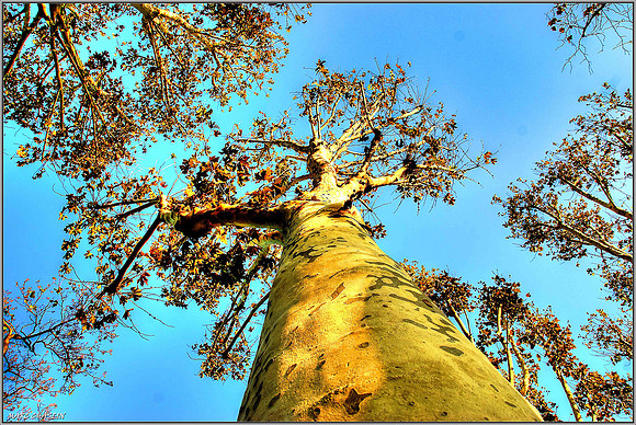 Chlorophylle