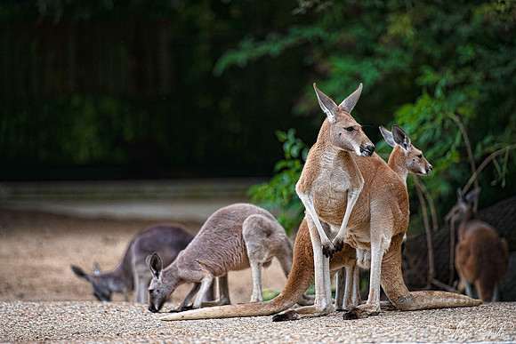 Zoo de la Palmyre faune wildlife
