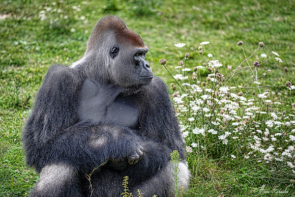 Zoo de la Palmyre faune wildlife
