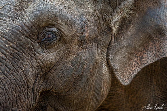 Zoo de la Palmyre faune wildlife
