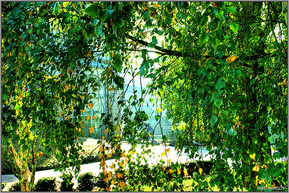Chlorophylle