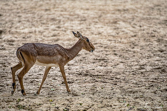 Zoo de la Palmyre faune wildlife