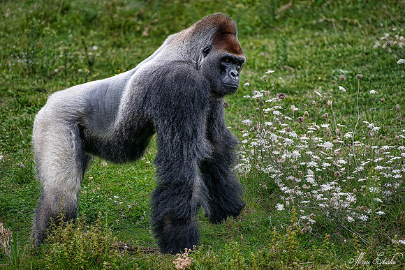 Zoo de la Palmyre faune wildlife