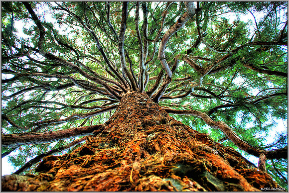 Chlorophylle